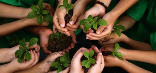 Hands holding young green plants